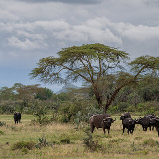 Soysambu - African buffalos
